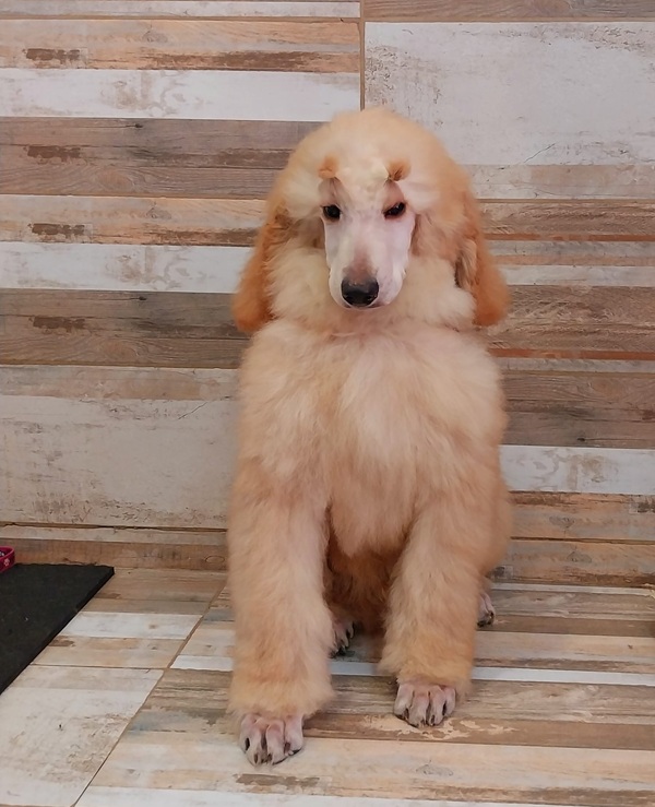 cuccioli barboni giganti Roma